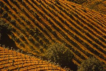 MAX YAVNO (1911-1985) Grape Cluster * Napa Valley, CA. 1961.